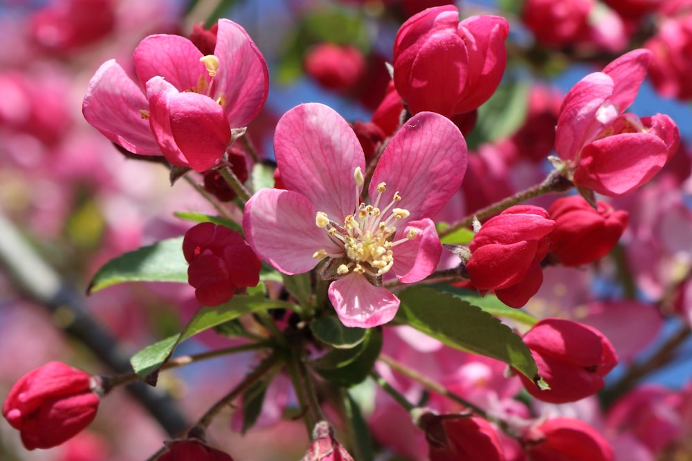 pink and yellow flower in tilt shift lens