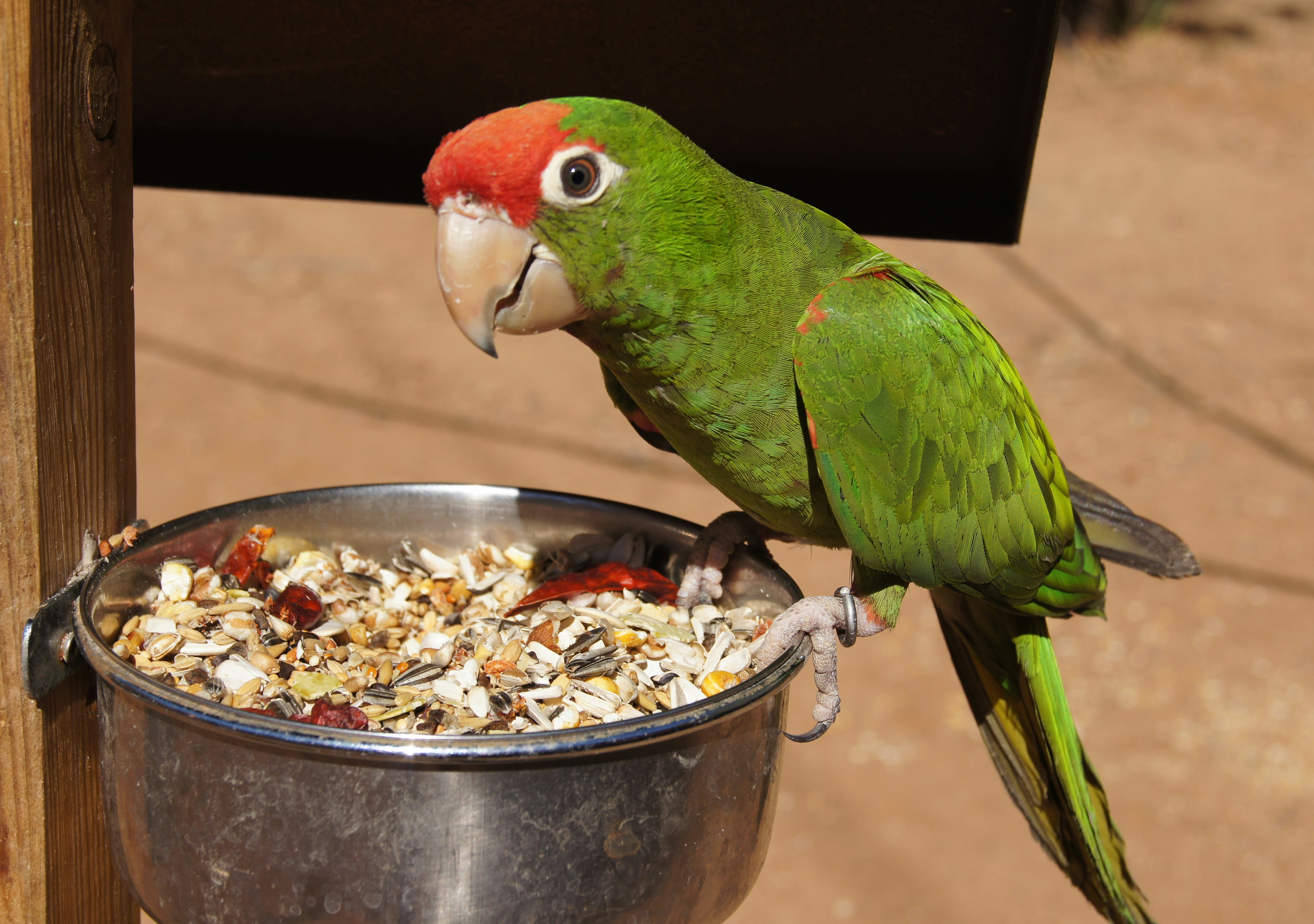 Best Pellet Food for Parrots Complete Nutrition Guide