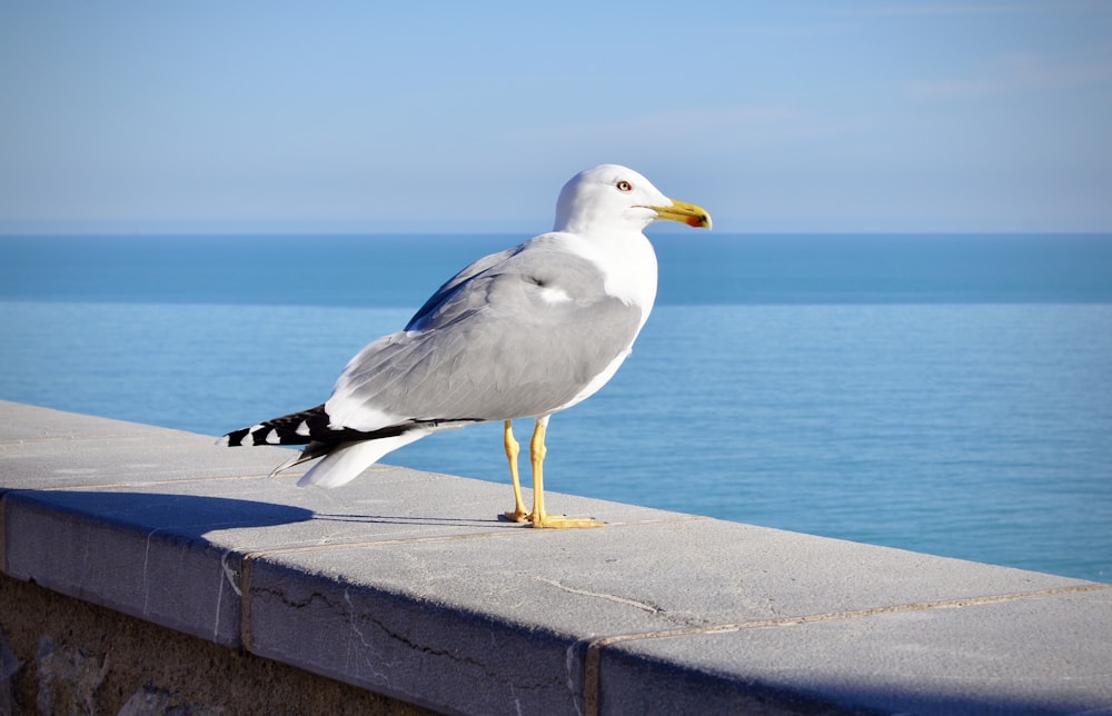 weißer und grauer Vogel tagsüber auf grauer Betonoberfläche in der Nähe von Gewässern