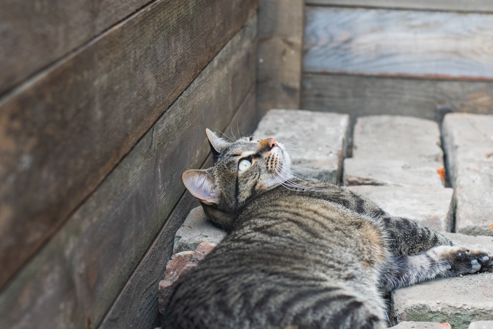 brown tabby cat lying on the floor