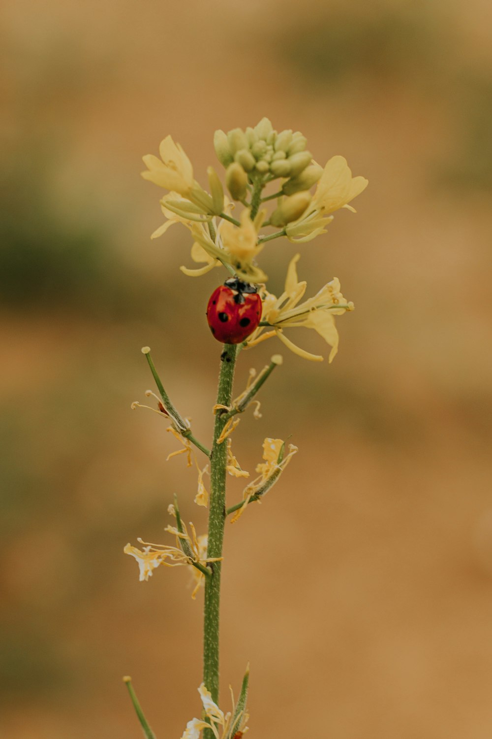 red ladybug perched on yellow flower in close up photography during daytime