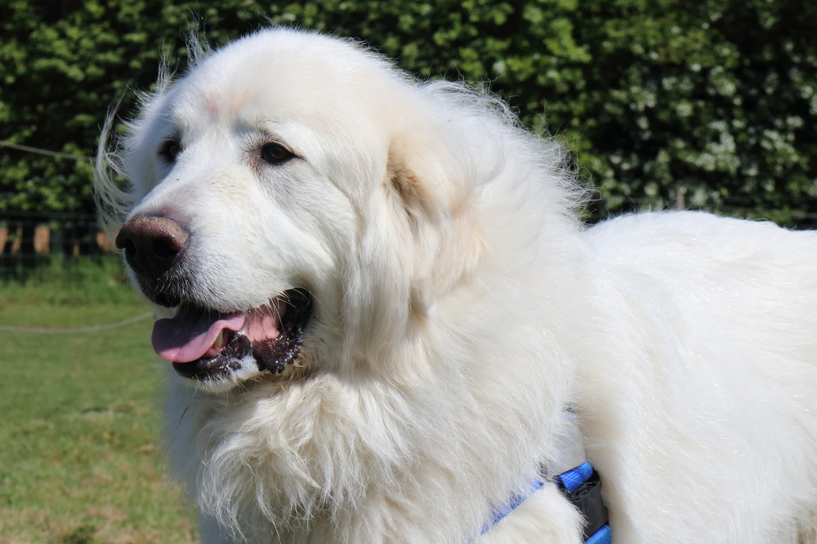 White Pyrenean Mountain Dog with thick double coat outdoors, photo on Unsplash