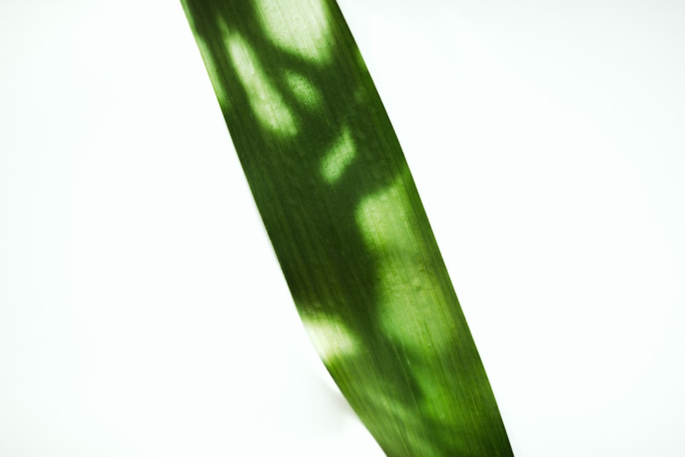 green leaf with white background
