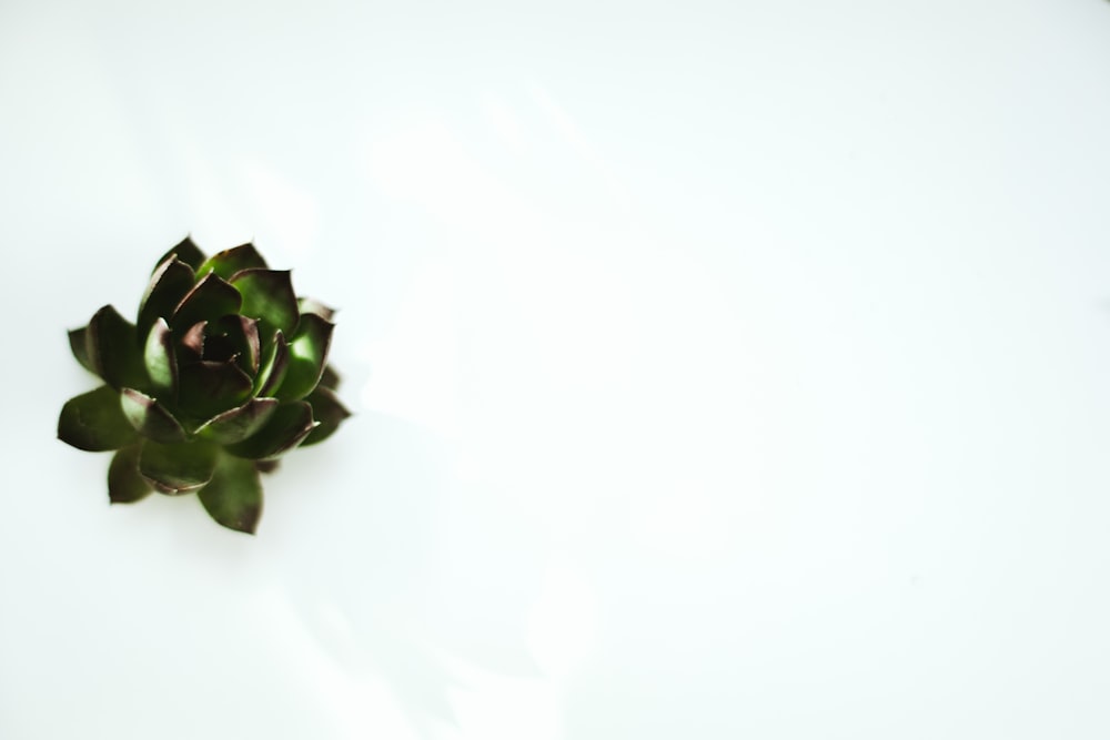 green succulent plant on white surface