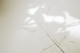 A minimalistic and artistic composition featuring delicate, dried plant stems casting subtle shadows on a soft, light background.
