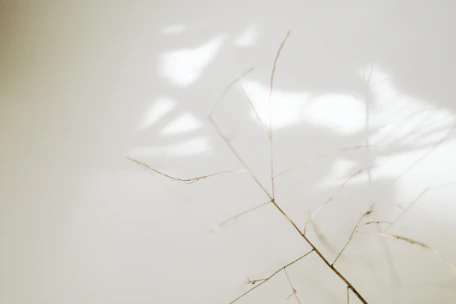 Artistic overhead shot of a minimalist floral display with bold shadows and soft golden light highlighting textures.