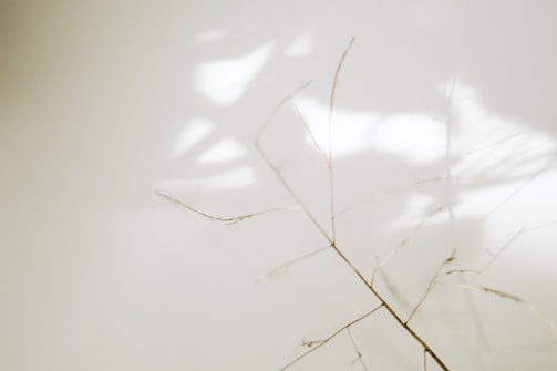 A serene minimalist art piece with soft natural light highlighting delicate textures.