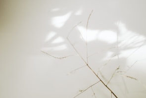 A minimalistic and artistic composition featuring delicate, dried plant stems casting subtle shadows on a soft, light background.