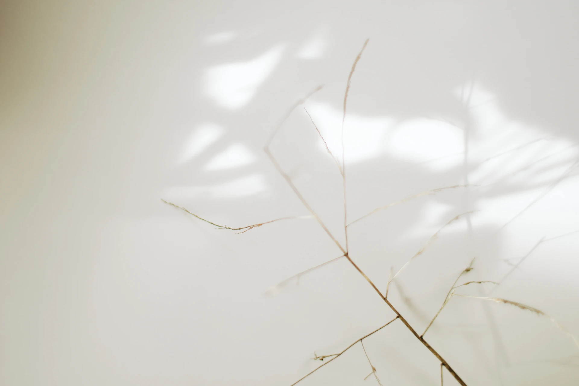 A beautifully composed still life with soft shadows and delicate textures, demonstrating Luzara's skill in detailed, thoughtful photography.