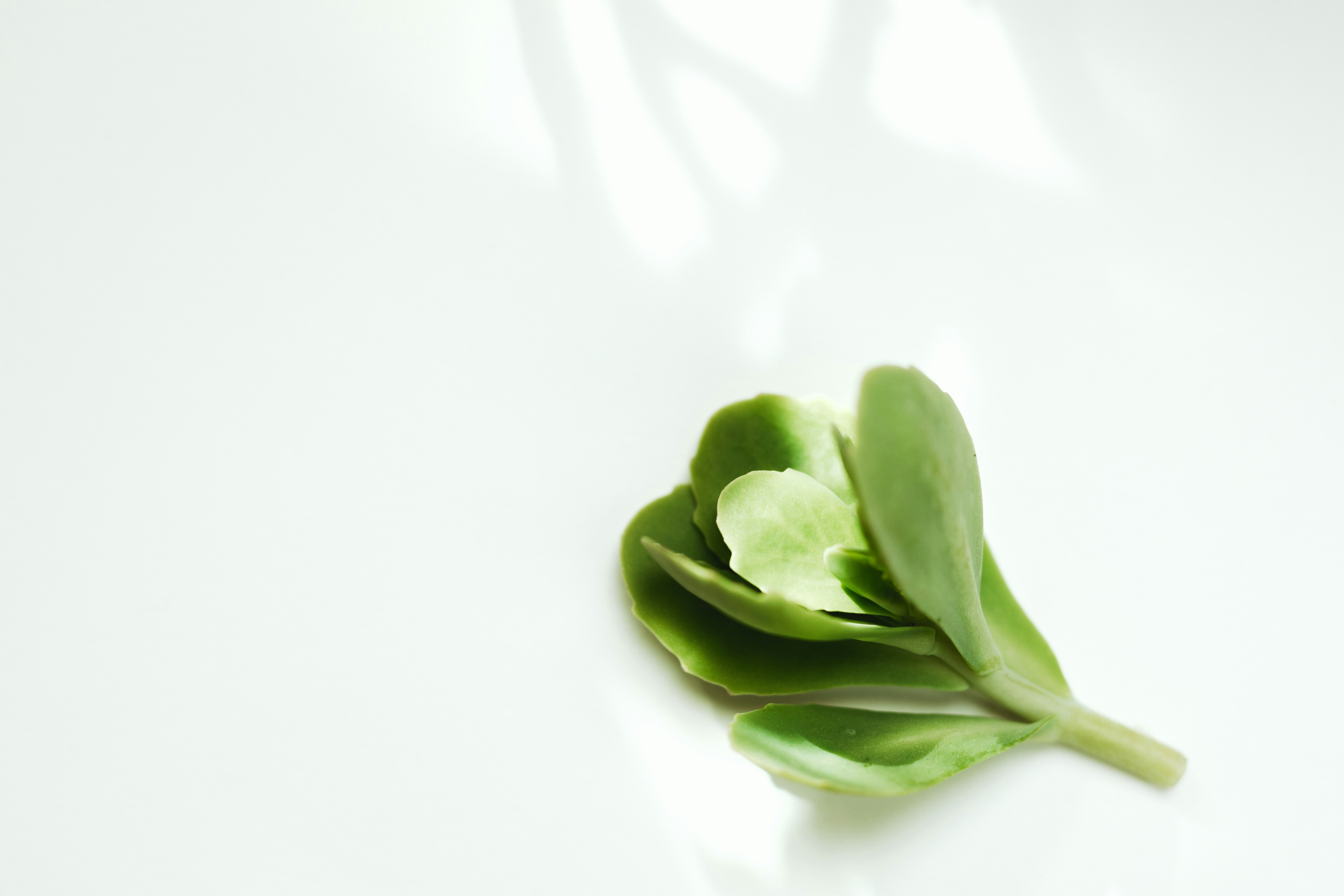 Photo by studiostarling