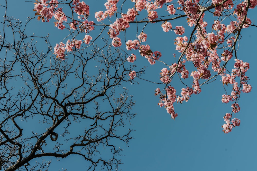 the branches of a tree with pink flowers against a blue sky