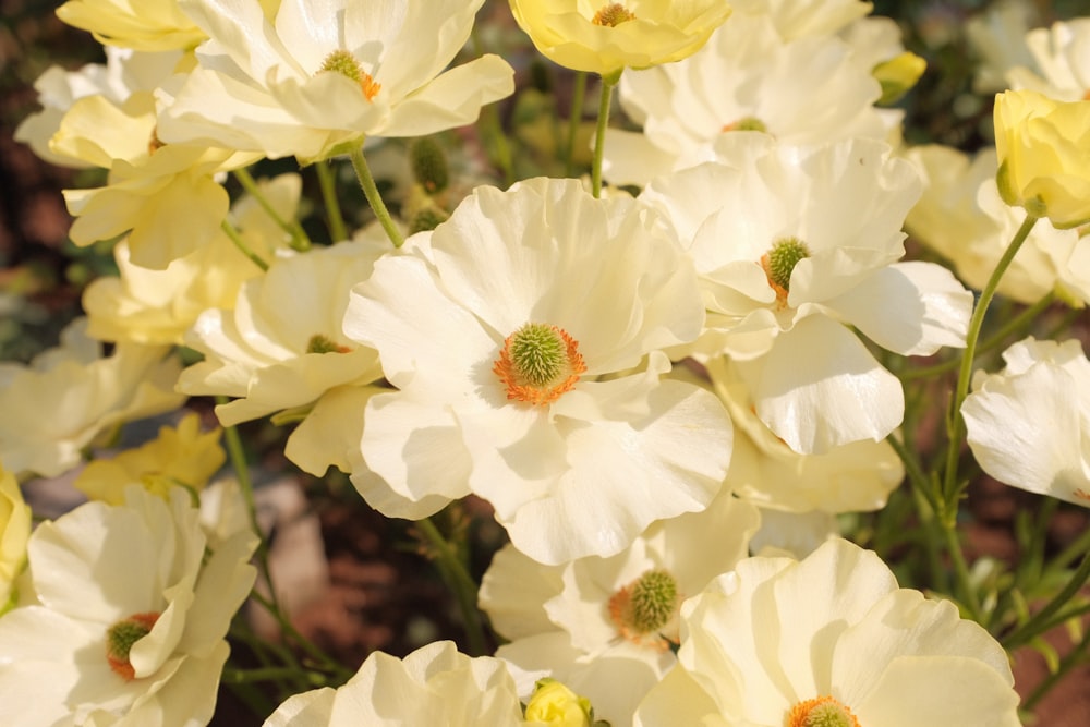 a close up of a flower