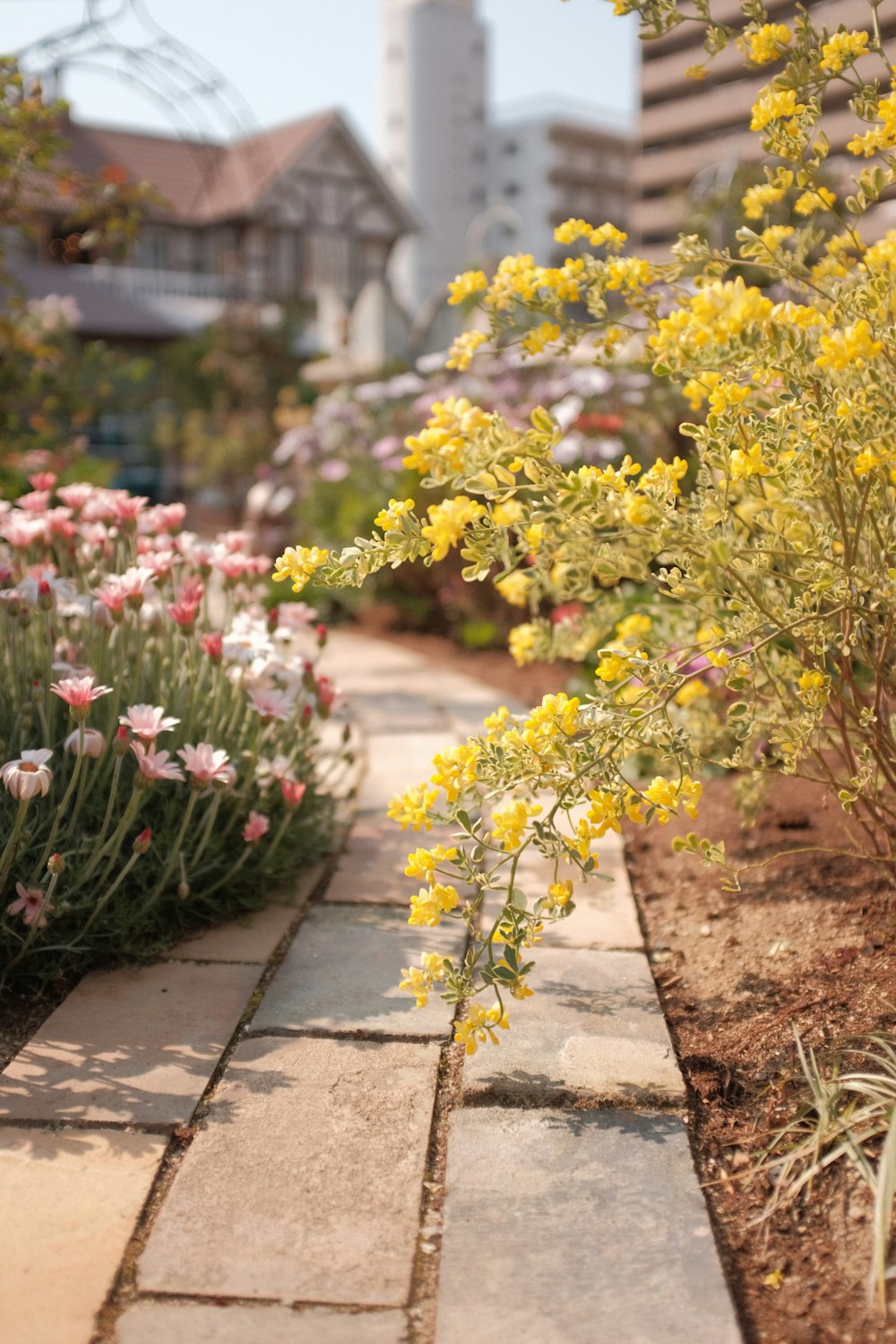 a yellow flower in a garden