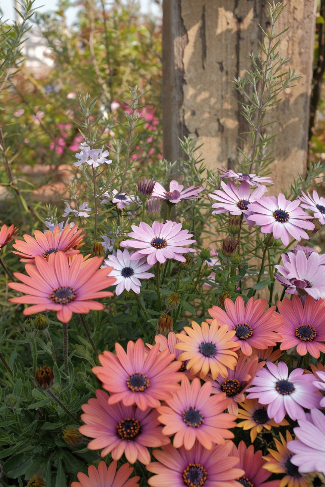 pink flowers in tilt shift lens