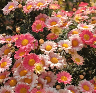 a bunch of pink and yellow flowers in a garden