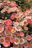 a bunch of pink and yellow flowers in a garden
