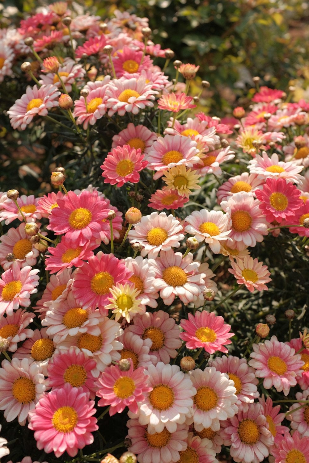 a bunch of pink and yellow flowers in a garden