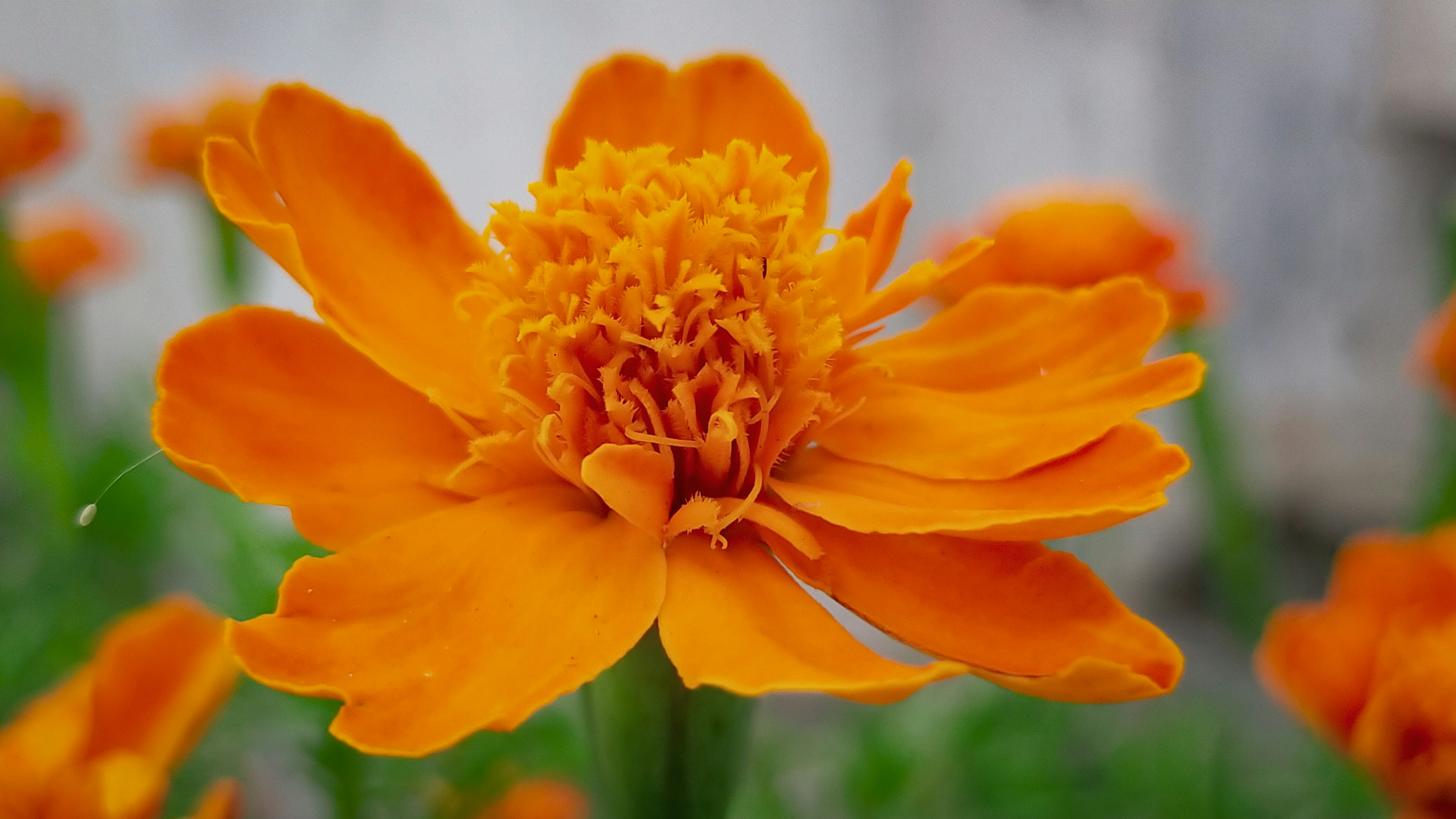 Photo by monirhasnan