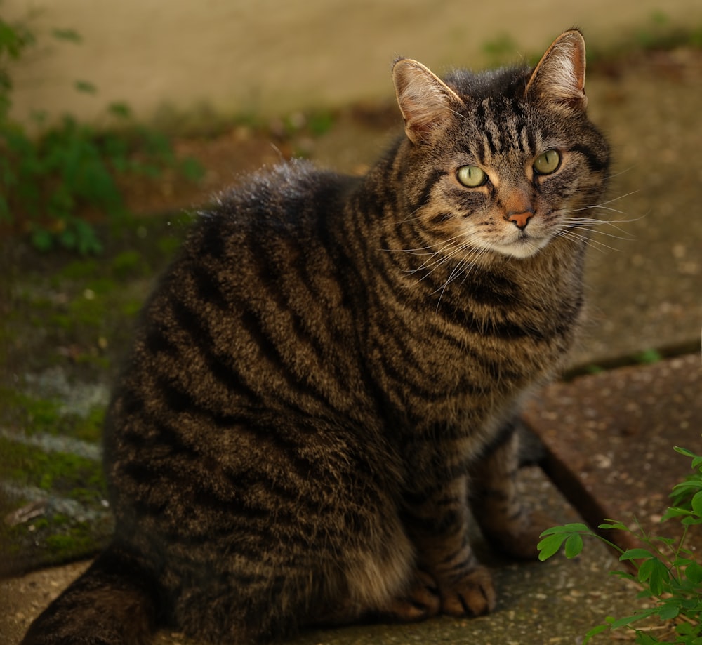 brown tabby cat on green grass during daytime