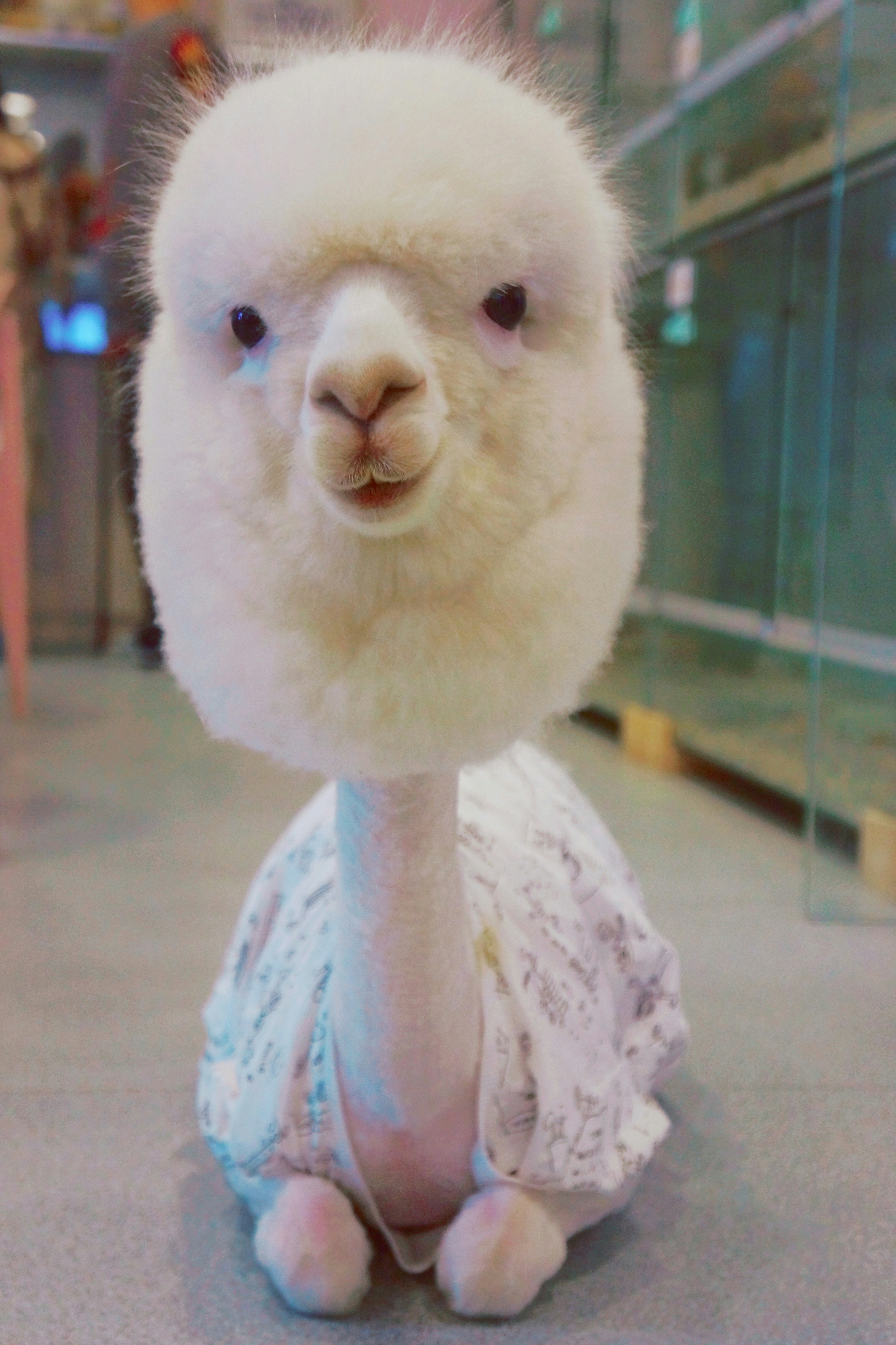sheep plush toy