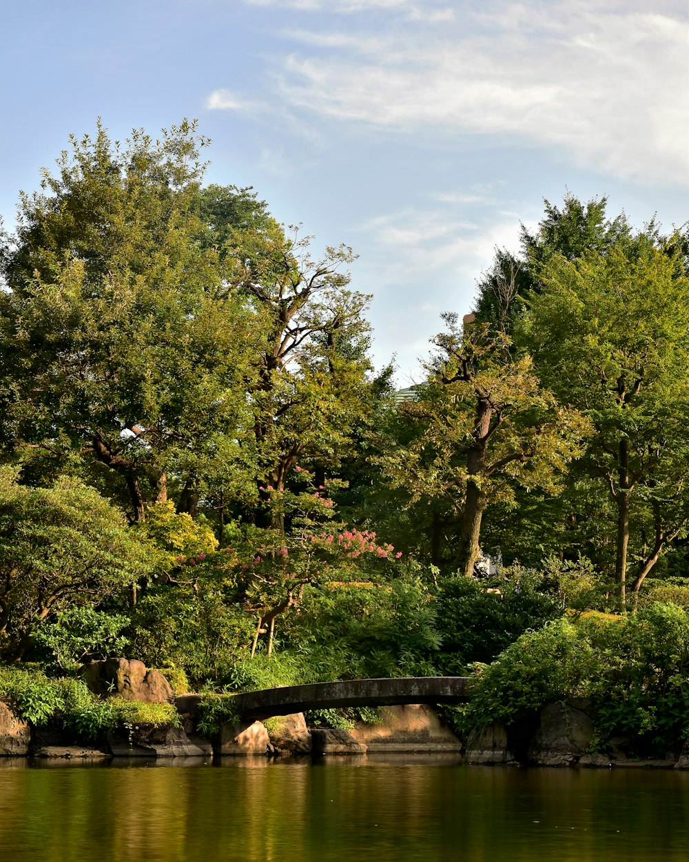 green trees near river under blue sky during daytime