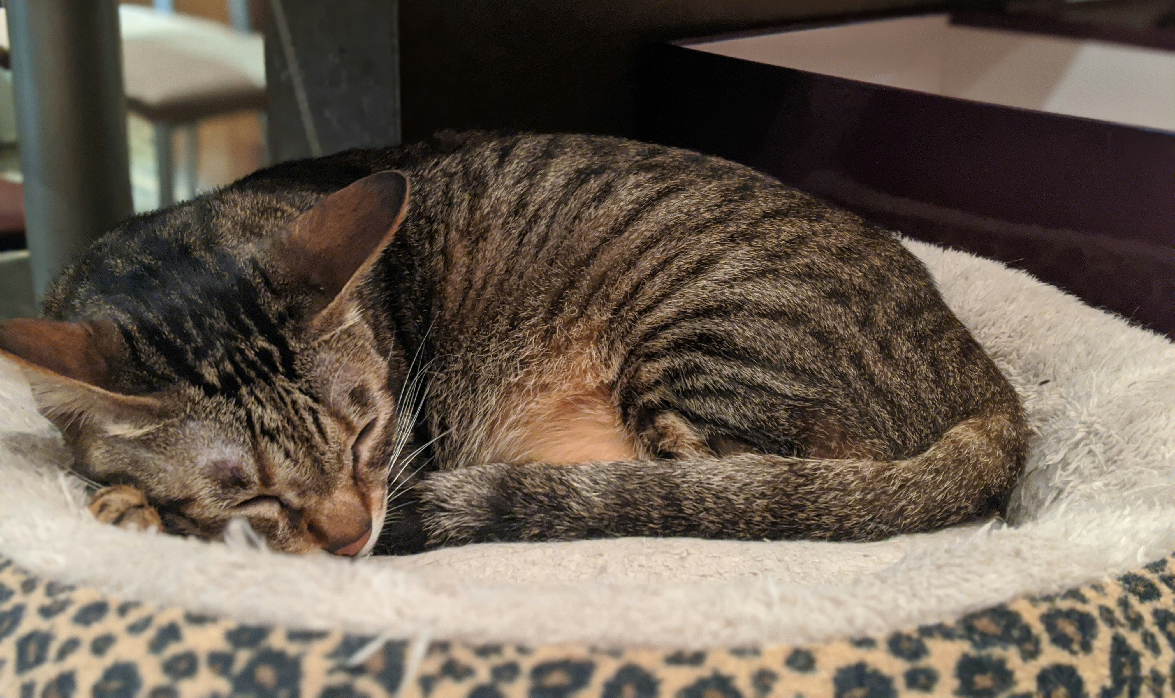 brown tabby cat lying on white and black textile