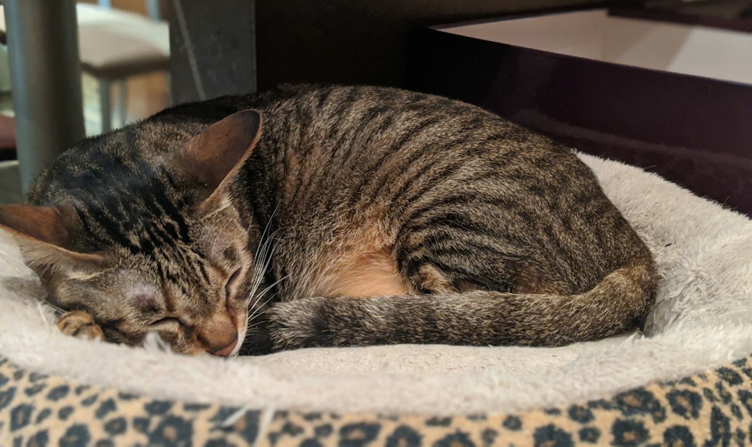 brown tabby cat lying on white and black textile, cat in the cafe