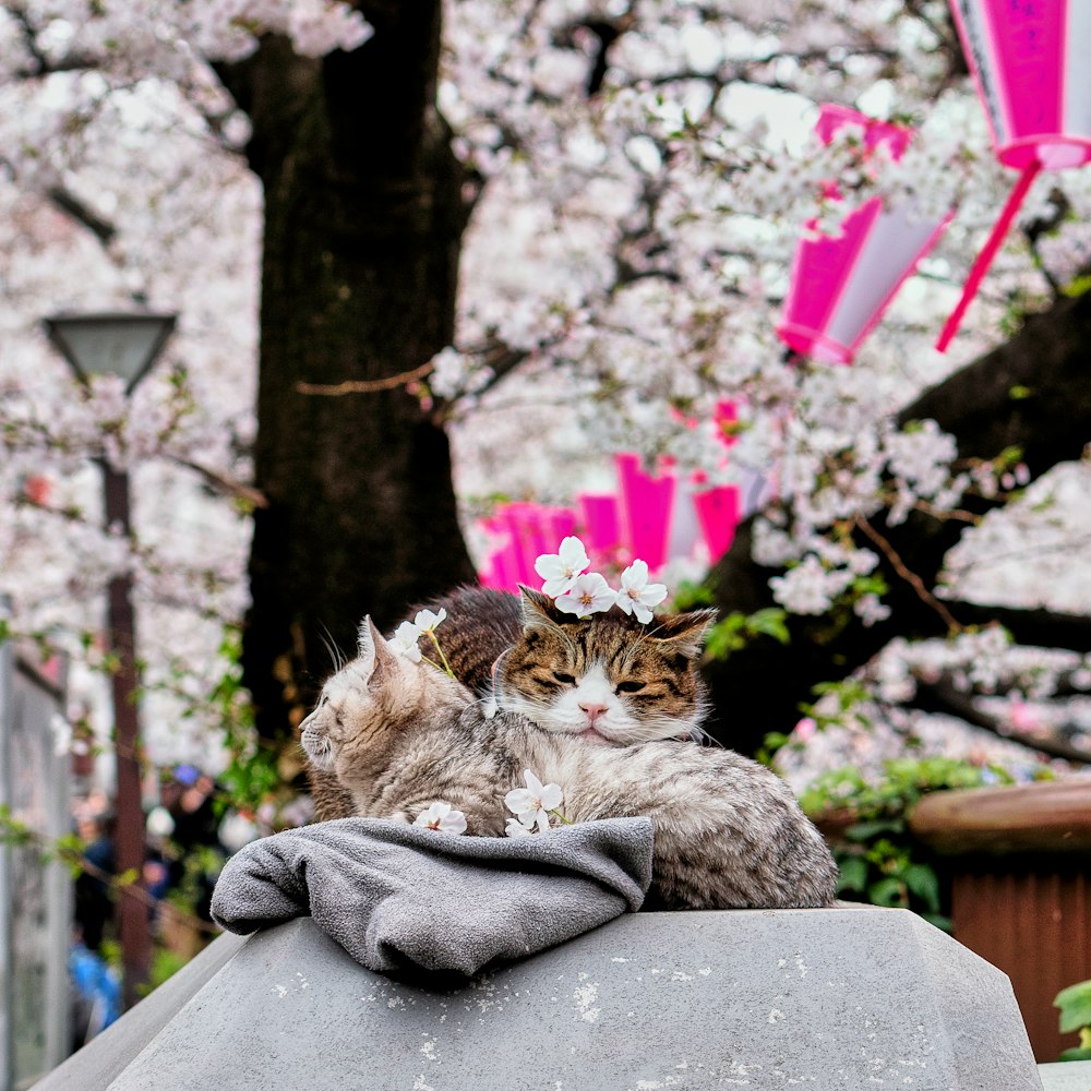 brown tabby cat on gray textile