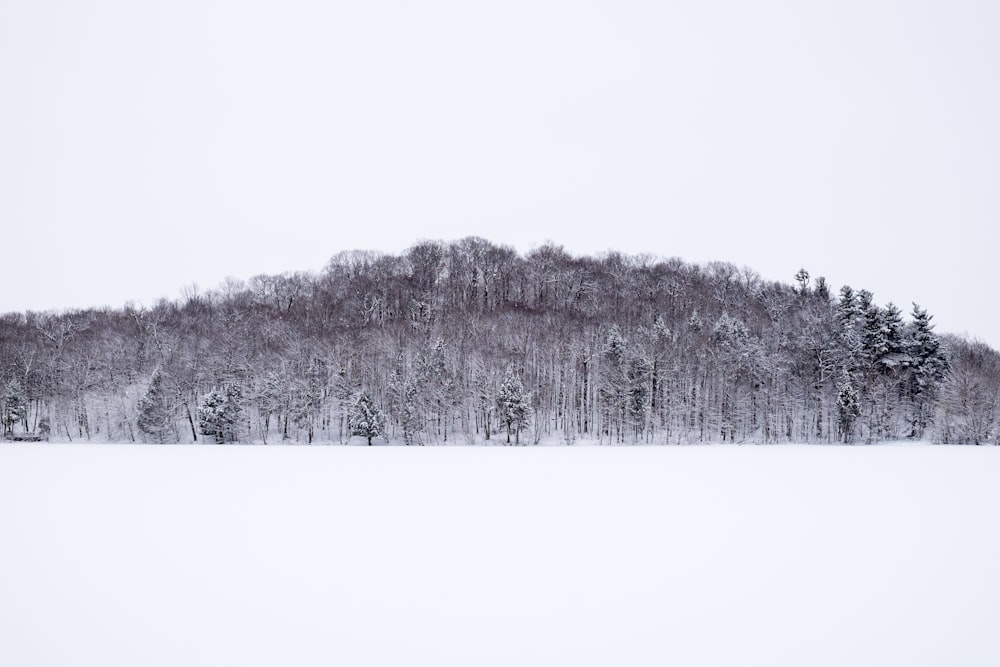 snow covered trees during daytime