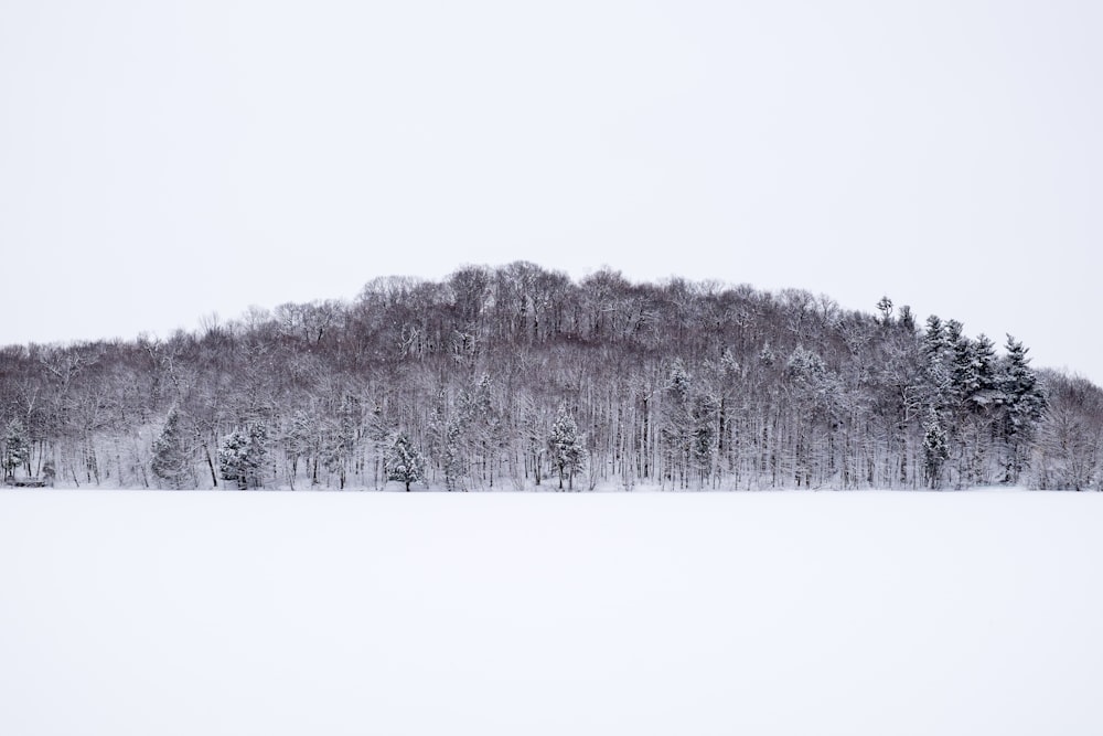 Schneebedeckte Bäume tagsüber