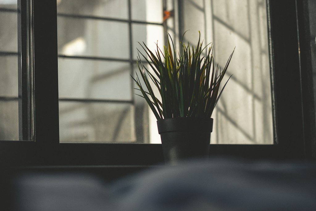 Easy-Care Indoor Plant