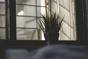 Easy-Care Indoor Plant