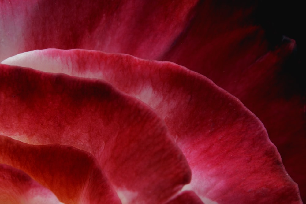 purple flower in macro shot