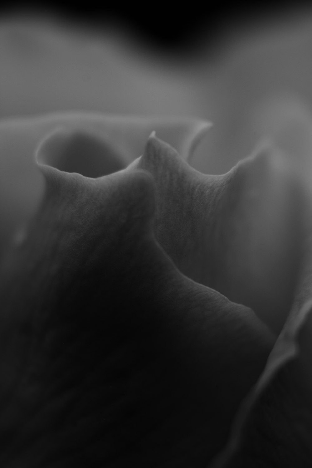 grayscale photo of rose flower