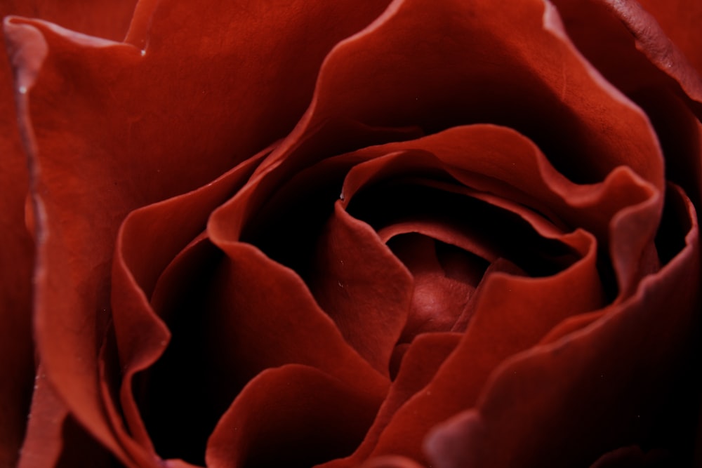 red rose in close up photography
