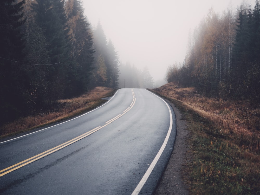 gray asphalt road between green trees during daytime