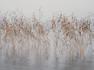 A misty wetland at dawn with delicate reeds and reflective water surfaces blending into the sky.