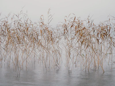 A misty wetland at dawn with delicate reeds and reflective water surfaces blending into the sky.