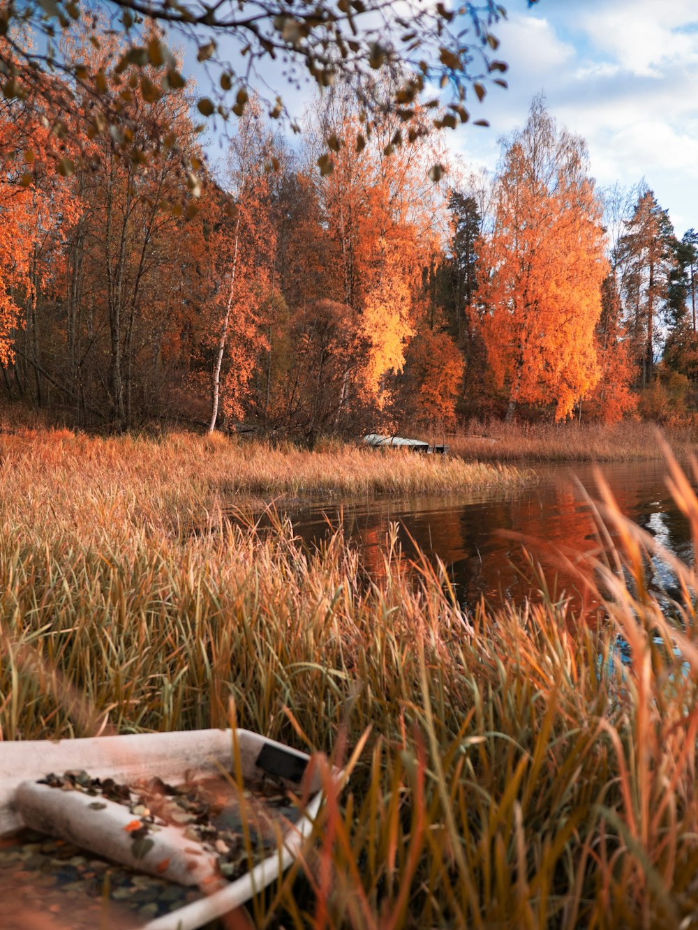 brown trees beside river during daytime