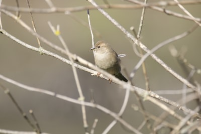 brown and white bird on brown tree branch