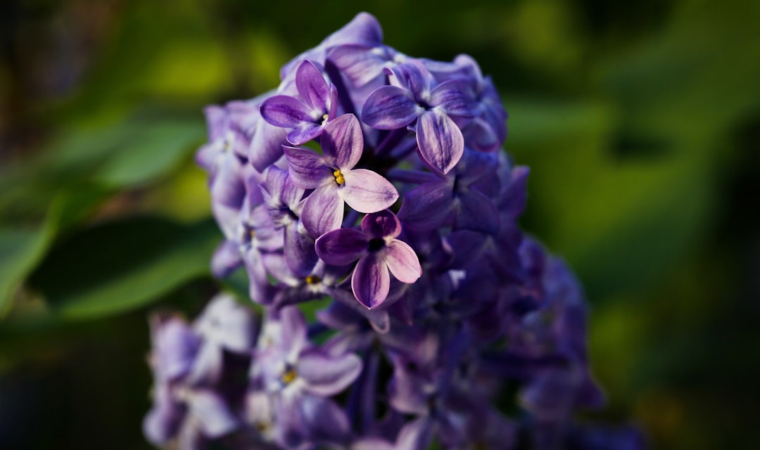 purple flower in tilt shift lens