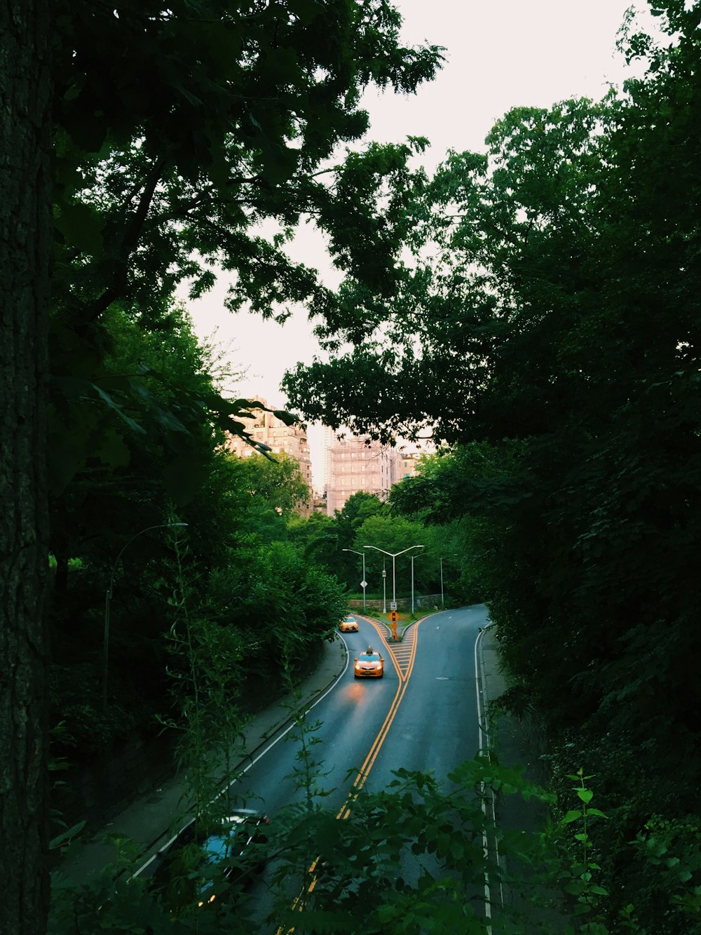 cars on road between trees during daytime