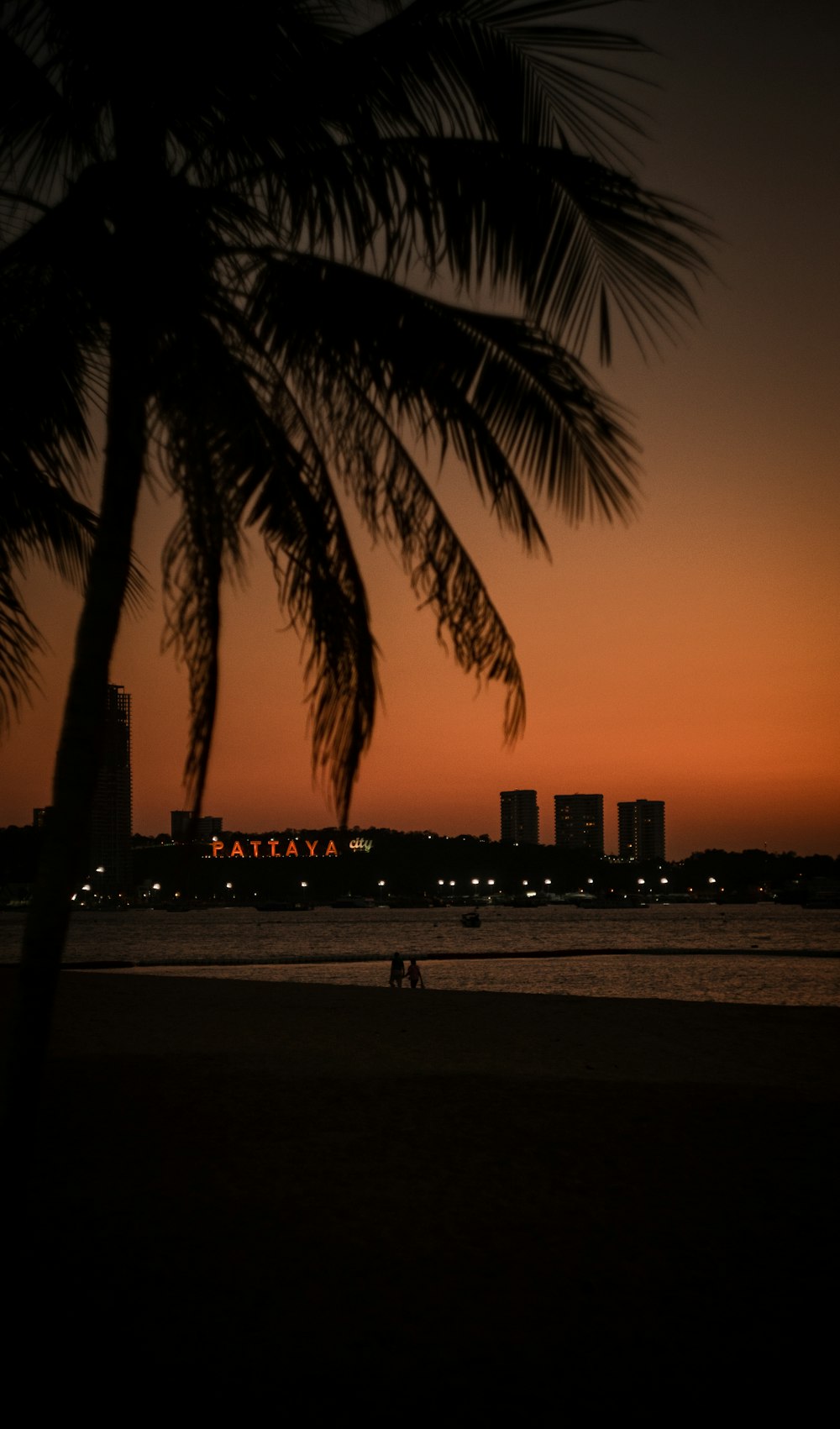 silhouette of palm trees near body of water during sunset