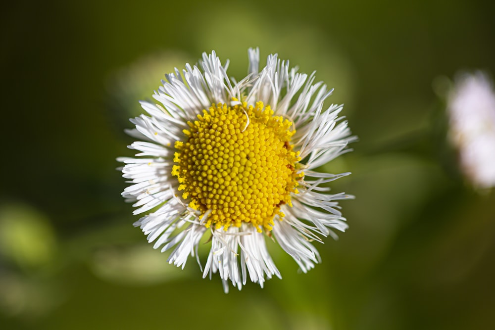 white and yellow flower in tilt shift lens