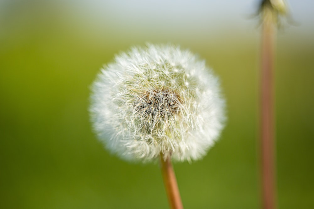 white dandelion in close up photography