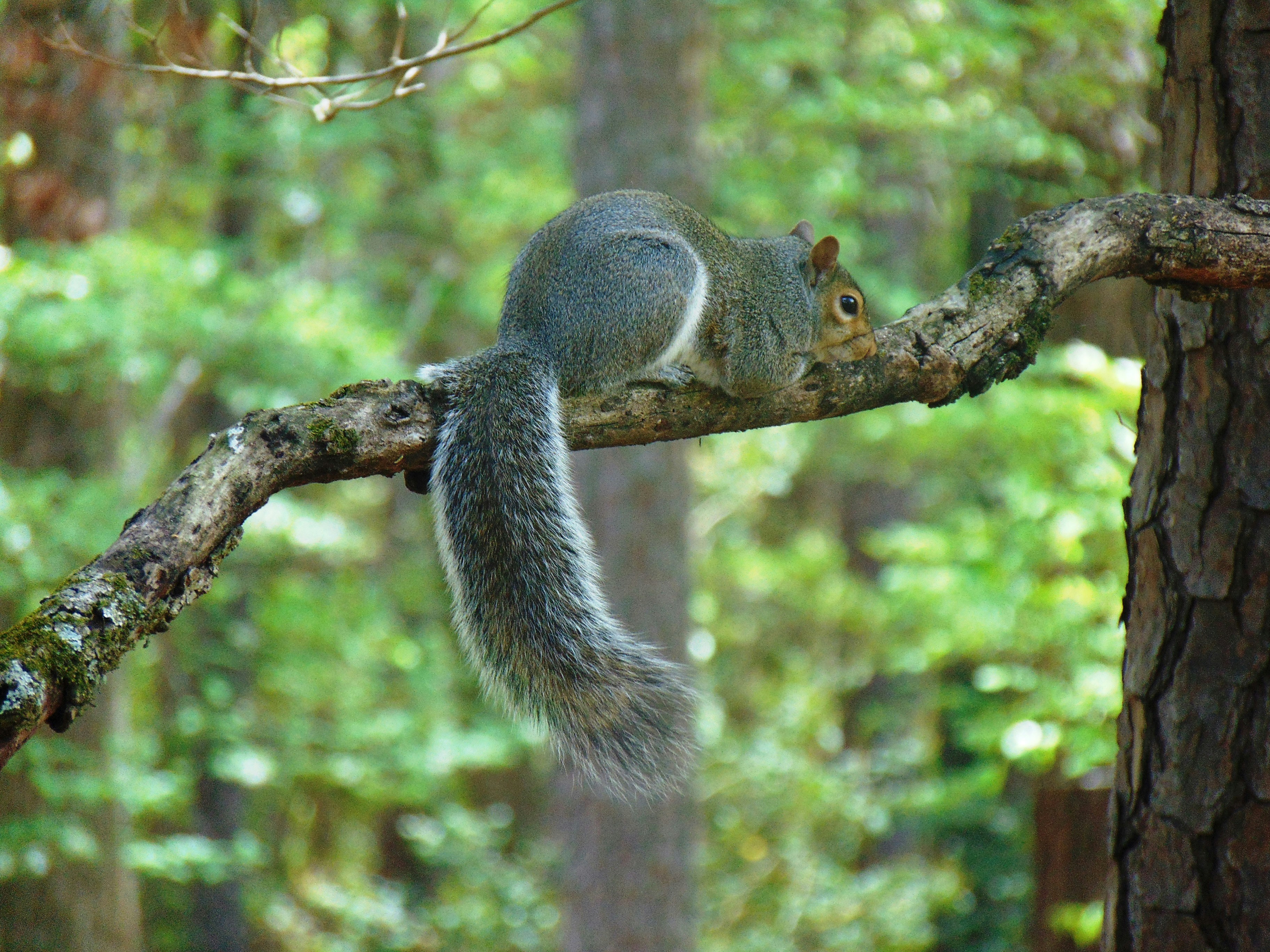 squirrel 
