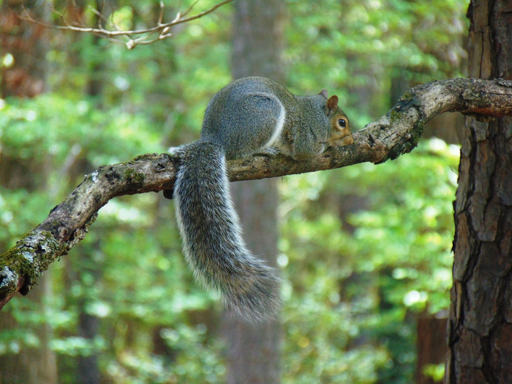 gray squirrel on brown tree branch during daytime