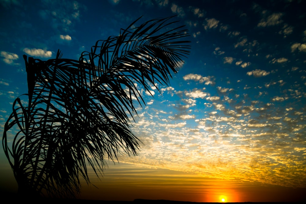 palm tree under blue sky during sunset