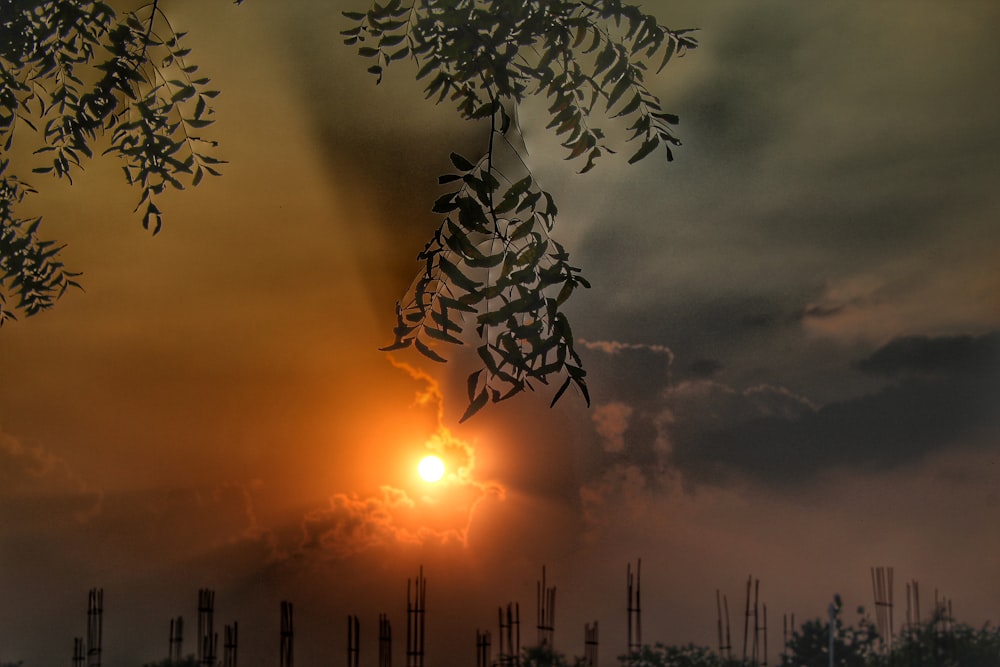 silhouette of trees during sunset