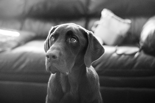 grayscale photo of short coated dog